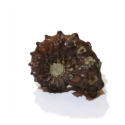 Phricodoceras taylori fossil ammonite jurassic from france