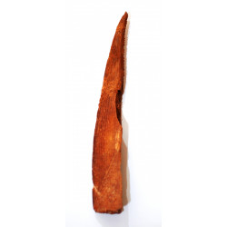 Hybodus sp. (backbone)