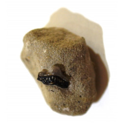 Helodus sp