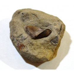 Platyxystrodus striatus