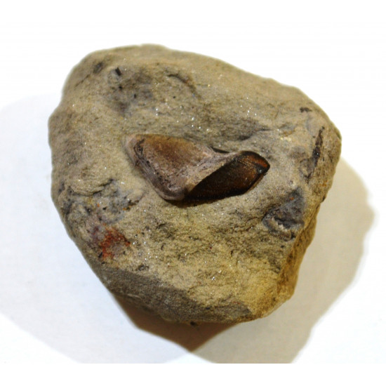 Platyxystrodus striatus Platyxystrodus striatus