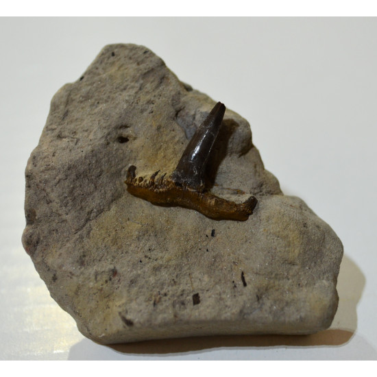Saivodus striatus Saivodus striatus