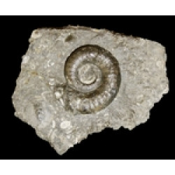 Lytoceras verpillierense 