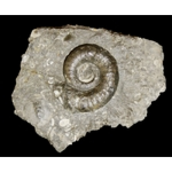 Lytoceras verpillierense Lytoceras verpillierense
