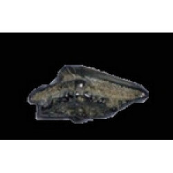 Squalus sp