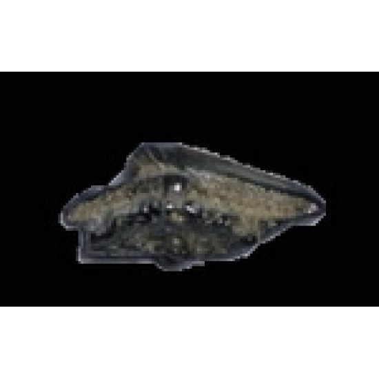 Squalus sp
