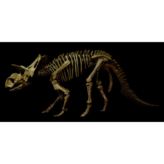 albertoceratops nesmoi (skeleton) albertoceratops nesmoi (skeleton)