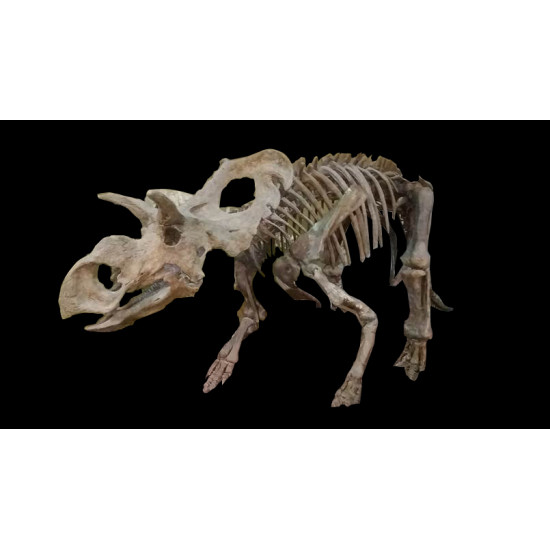 albertoceratops nesmoi (skeleton) albertoceratops nesmoi (skeleton)