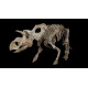 albertoceratops nesmoi (skeleton) albertoceratops nesmoi (skeleton)