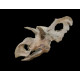albertoceratops nesmoi (skeleton) albertoceratops nesmoi (skeleton)