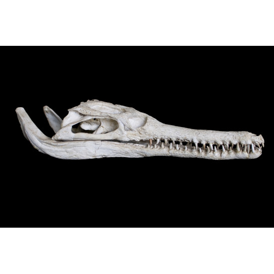 dyrosaurus phosphaticus (squelette) dyrosaurus phosphaticus (squelette)