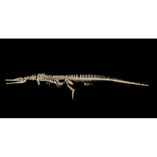 dyrosaurus phosphaticus (squelette) dyrosaurus phosphaticus (squelette)