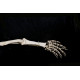 dyrosaurus phosphaticus (squelette) dyrosaurus phosphaticus (squelette)
