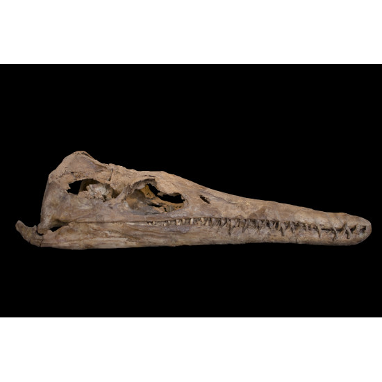 polycotylus sp. (squelette)