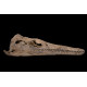 polycotylus sp. (squelette)
