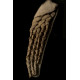 polycotylus sp. (squelette)
