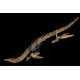 polycotylus sp. (squelette)