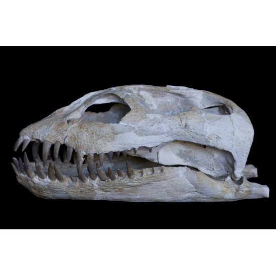 zarafasaurus oceanis (skeleton) zarafasaurus oceanis (skeleton)
