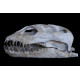 zarafasaurus oceanis (skeleton) zarafasaurus oceanis (skeleton)