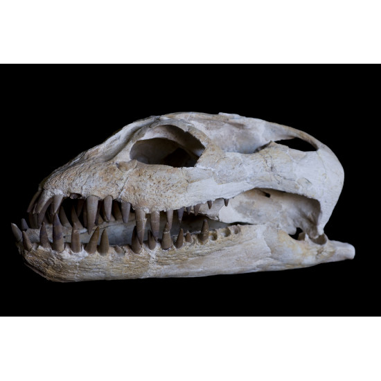 zarafasaurus oceanis (skeleton) zarafasaurus oceanis (skeleton)