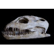 zarafasaurus oceanis (skeleton) zarafasaurus oceanis (skeleton)