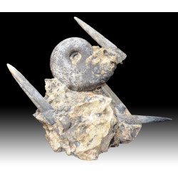 Rachophyllites debilis et aulacoceras sulcatum
