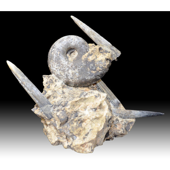 Rachophyllites debilis et aulacoceras sulcatum