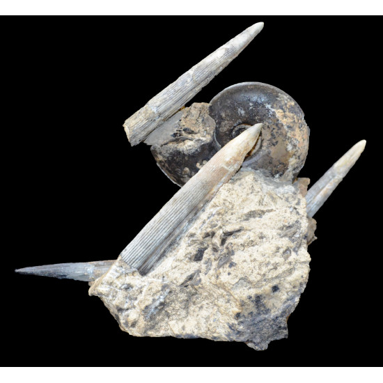 Rachophyllites debilis et aulacoceras sulcatum