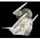 Rachophyllites debilis et aulacoceras sulcatum