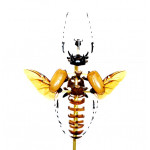 eupatorus gracilicornis