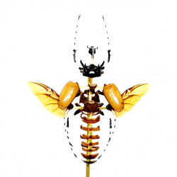 eupatorus gracilicornis