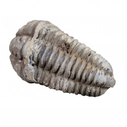 Flexicalymene ouzregi