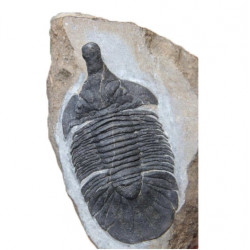 metopolichas platyrhinus