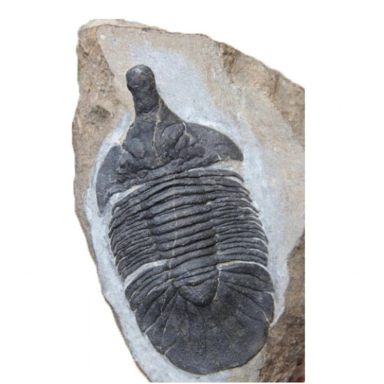 metopolichas platyrhinus