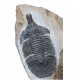 metopolichas platyrhinus