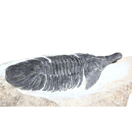 metopolichas platyrhinus