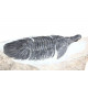 metopolichas platyrhinus