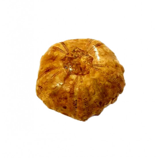 perisalenia basseae