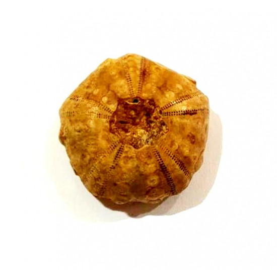 perisalenia basseae