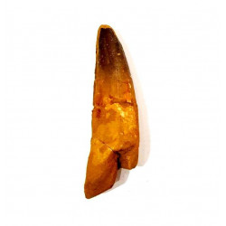 Spinosaurus aegypticus (dent)