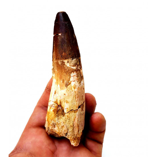 Spinosaurus aegypticus (dent) Spinosaurus aegypticus (dent)