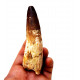 Spinosaurus aegypticus (dent) Spinosaurus aegypticus (dent)