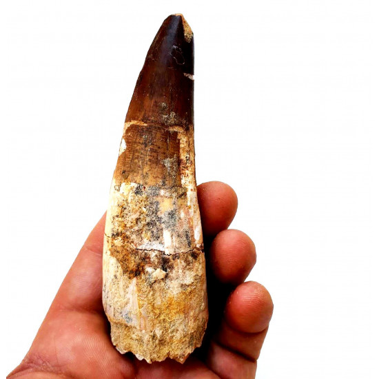 Spinosaurus aegypticus (dent) Spinosaurus aegypticus (dent)