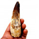 Spinosaurus aegypticus (dent) Spinosaurus aegypticus (dent)