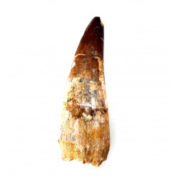 Spinosaurus aegypticus (dent) 