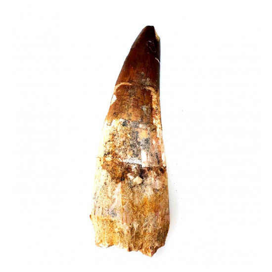 Spinosaurus aegypticus (dent) Spinosaurus aegypticus (dent)