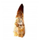 Spinosaurus aegypticus (dent) Spinosaurus aegypticus (dent)