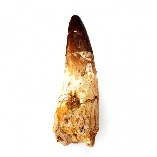Spinosaurus aegypticus (dent) Spinosaurus aegypticus (dent)