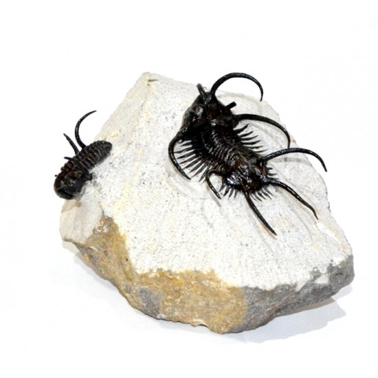 Ceratarges ziregensis + Cyphaspis walteri
