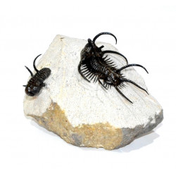 Ceratarges ziregensis + Cyphaspis walteri